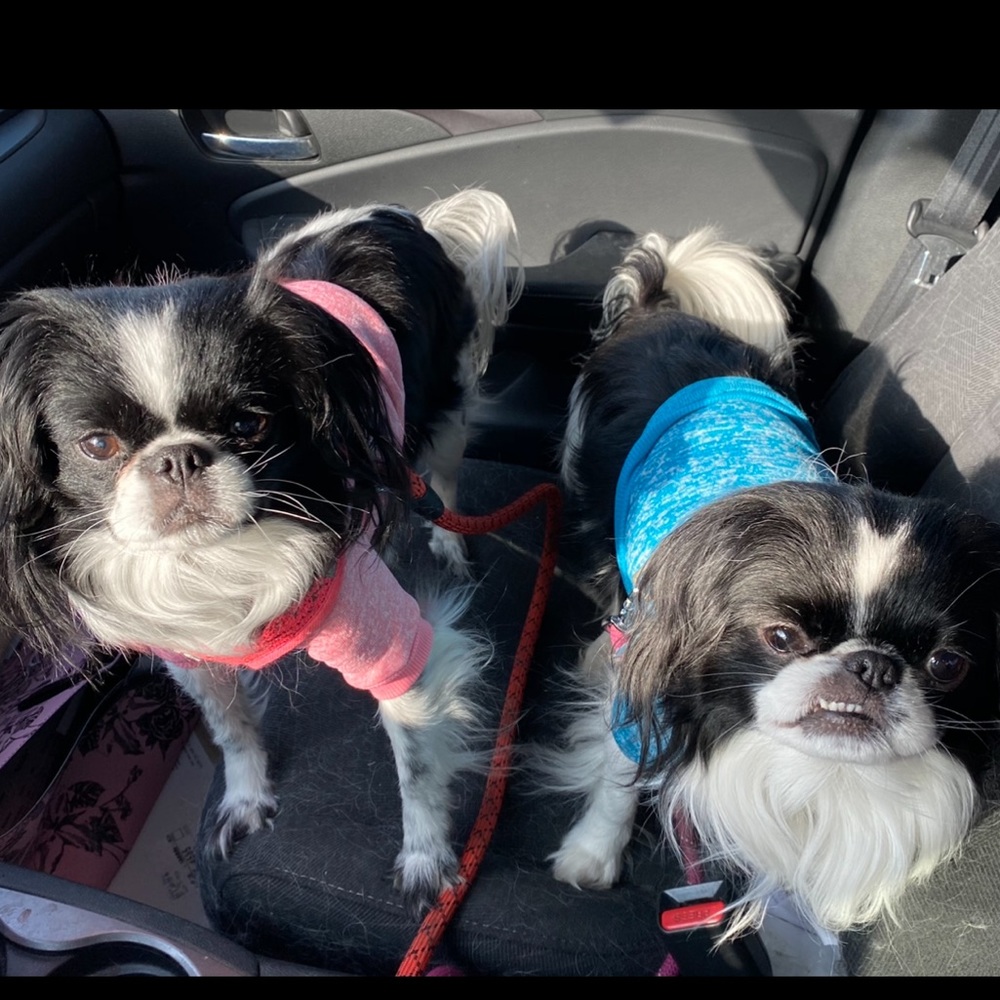 Meet your Posher, Shannon